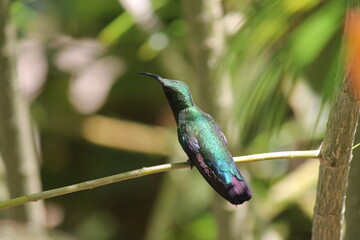 Hummingbird blue emerald  on branch Wildlife scene from nature. Birdwatching in Antigua and...