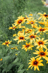 Rudbeckia field