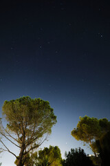 Fototapeta premium In the night sky, one tree illuminated