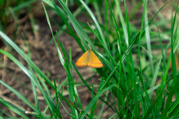 Small yellow butterfly on green grass