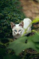 gato blanco con ojos azules 