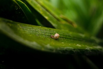 caracol macro en hoja 