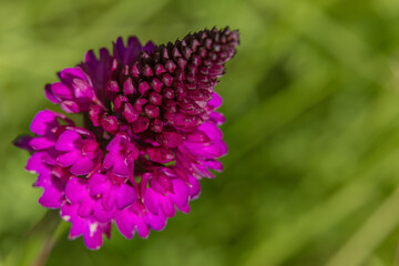 National nature reservation Vojsicke louky near Lucina,  White Carpathians, Czech Republic