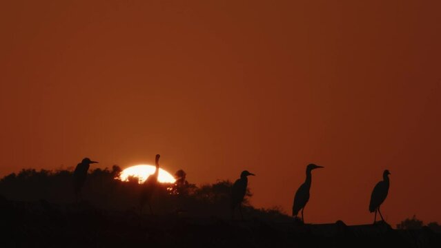 Silhouettes of cranes and herons sitting and flying on a roof at sunset with big solar disk setting at horizon. Beautiful scenic wildlife landscape with birds in slow motion