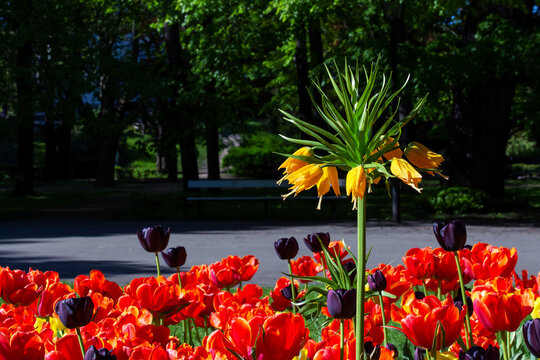red tulips and blooming Fritillaria Avrora in the park