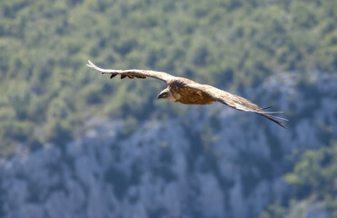 Griffon vulture in Canyon of Verdon River (Verdon Gorge) in Provence, France