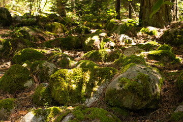 Beautiful Bright Green moss grown up cover the rough stones and on the floor in the forest. Shallow depth of fields.