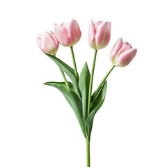  Group of pink tulips isolated cutout on transparent background, generative ai

