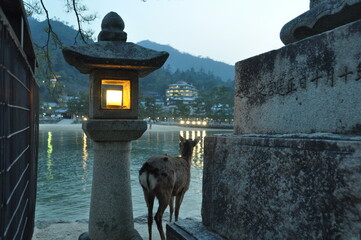 A deer staring at the sea