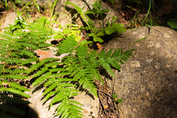 Green fern on a stone in the forest on a sunny summer day. Natural background of fresh foliage. Leaf leaves, plants growing in a dark shady forest. Shallow depth of field