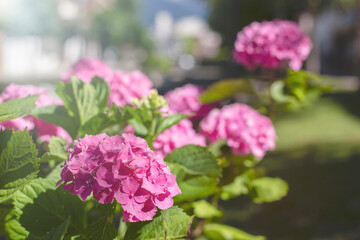 Pink hydrangeas bloom close-up in the garden with selective focus. natural flower background