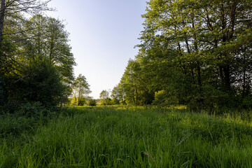 mixed forest with large and old trees before sunset