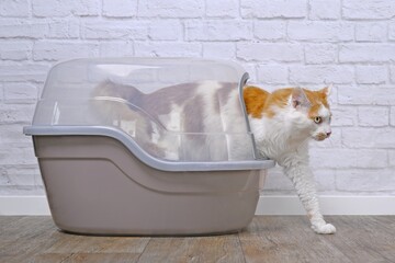 Side view of longhair cat stepping out of closed kitty litter box. 