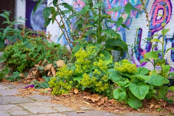 Fototapeta na wymiar Green wall garden. Facade garden for urban greening. Geveltuin. Green facade on a red brick wall. Climate adaptation.