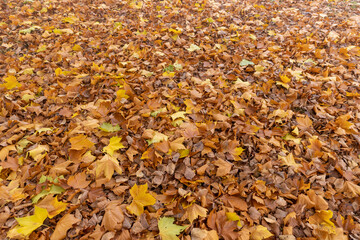 cloudy weather in late autumn with yellowed fallen leaves