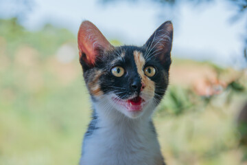 Kitten looking up with a striking patterned face. Selective focus on the cats eye. Soft outdoor Bokeh.