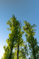 green young foliage of spring lime trees