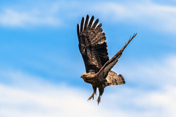A Honey Buzzard in the air on the island Sri Lanka.