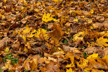 Orange maple foliage on the ground during leaf fall
