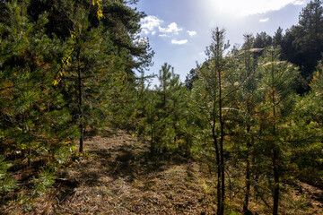 Fototapeta na wymiar Coniferous pine tree with long needles