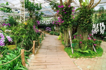 Orchid park with footpath indoor background. Beautiful orchid flower garden in greenhouse with pavement