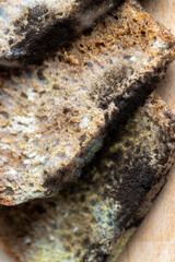 Black rye bread covered with black mold