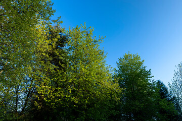 Fototapeta premium deciduous trees with green foliage in the spring season