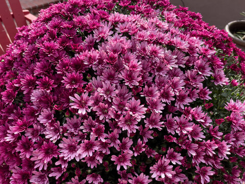Huge Purple Mum Plant full of Blooms