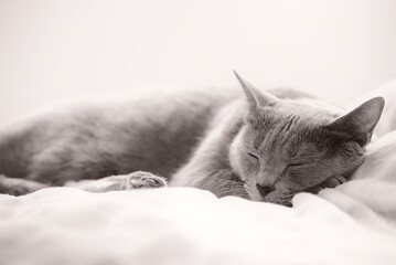 猫　ロシアンブルー　睡眠イメージ