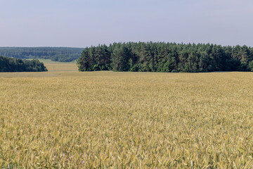 An agricultural field where ripening cereal wheat grows