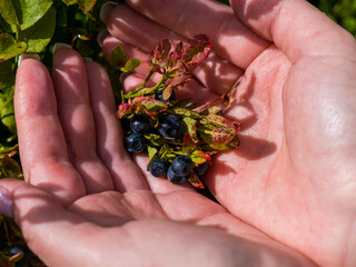 handful of berries