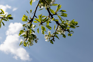 blooming berry cherry in the spring season