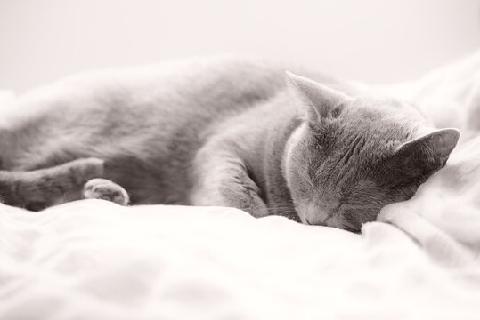 ロシアンブルー　猫の睡眠イメージ