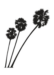 isolated black three palm trees, silhouette plant vector illustration - 629211617