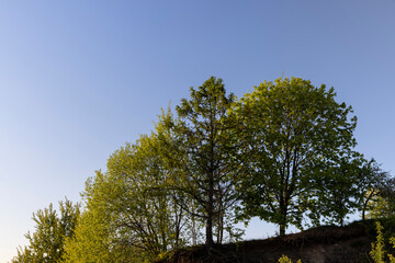 Obraz premium deciduous tree in clear spring weather at sunset