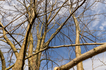 deciduous trees without foliage in spring