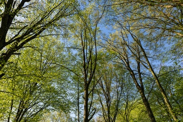 deciduous trees in a mixed forest in the spring season
