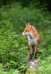 Red fox standing on a fallen tree in a forest