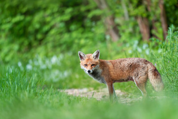 Naklejka na ściany i meble Close-up of a Red fox in green grass