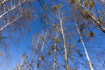 leafless birch trees in early spring in sunny weather