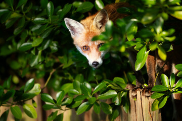 Close-up of a Red fox on a fence