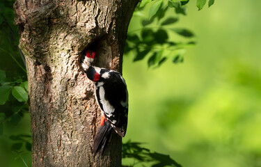 Close-up of a male great spotted woodpecker feeding chick