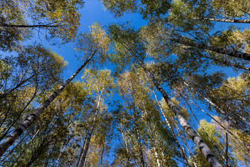 Fototapeta premium Birch forest with trees with yellow and green foliage
