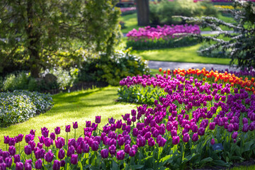 Keukenhof flower garden - largest tulip park in world, Lisse, Netherlands