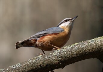 Closeup of a Eurasian nuthatch bird perched on a gnarled tree branch in a natural outdoor setting