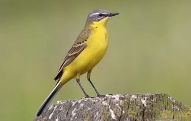 Closeup of a Western Yellow Wagtail bird perched on a branch