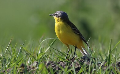Closeup of a Western Yellow Wagtail bird perched on grass