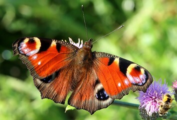 Closeup shot of a brightly-colored butterfly perched upon a vibrant flower in a lush garden