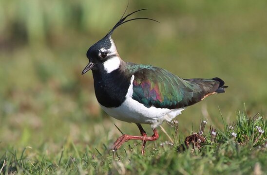 Closeup of a Northern lapwing bird perched on lush grass