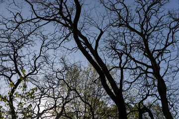 deciduous trees in a mixed forest in the spring season